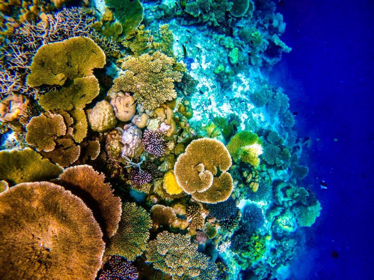 Reef Guest House Malé Exteriör bild